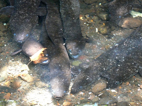 39- Les anguilles se battent pour la nourriture 